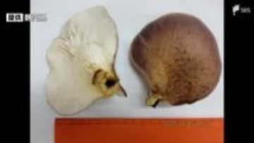 野生しいたけと誤認し“毒キノコ”持ち帰り食べる 11人が嘔吐の症状 ツキヨタケによる食中毒＝静岡県