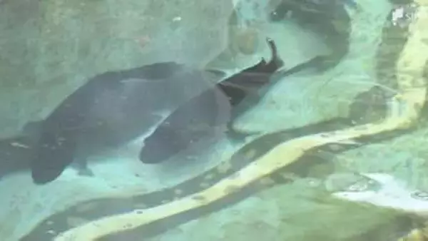 浜岡原発の運転停止から間もなく15年「幻の魚」クエの養殖に逆風...原発停止でボイラーまわす矛盾の日々