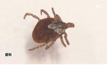 静岡市でマダニが媒介する感染症「SFTS」患者確認 80代男性入院治療中 2021年以降市内5例目