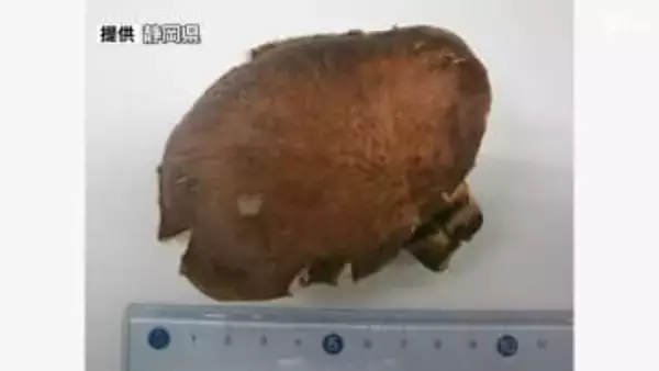 シイタケと間違えて毒キノコ「ツキヨタケ」摂取 富士宮市の70代女性が食中毒 県が注意呼びかけ＝静岡県