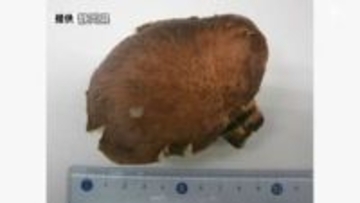 シイタケと間違えて毒キノコ「ツキヨタケ」摂取 富士宮市の70代女性が食中毒 県が注意呼びかけ＝静岡県