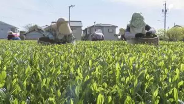 新茶シーズン到来 露地栽培「さえみどり」初摘み きれいな緑色と軽やかな甘み特徴＝静岡・島田市