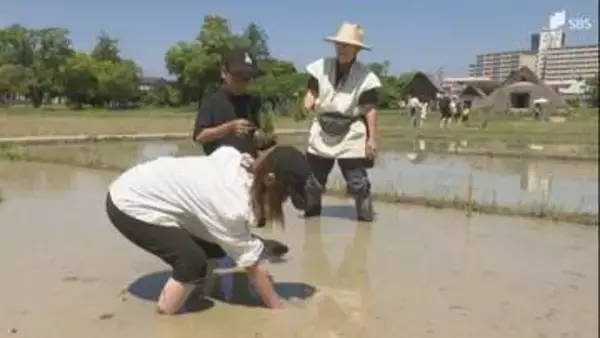 「泥がすごく気持ちいい」弥生時代の稲作を体験 登呂遺跡で古代米の田植え＝静岡市駿河区