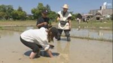 「泥がすごく気持ちいい」弥生時代の稲作を体験 登呂遺跡で古代米の田植え＝静岡市駿河区