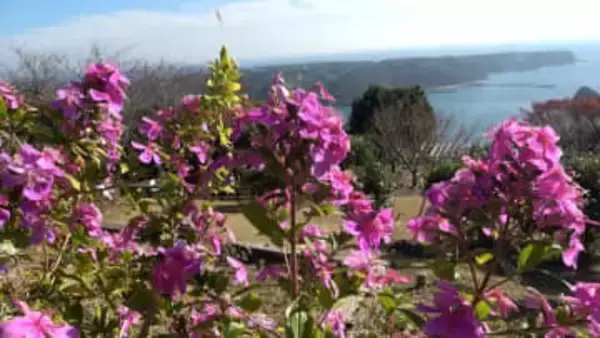 「色がいろいろと変わってきれい」白から赤紫へグラデーション 寝姿山でリトルエンジェル見頃 ＝静岡・下田市