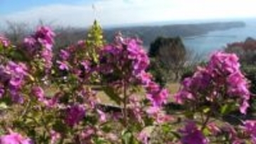 「色がいろいろと変わってきれい」白から赤紫へグラデーション 寝姿山でリトルエンジェル見頃 ＝静岡・下田市