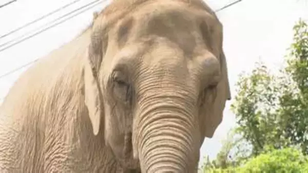 祝還暦！アジアゾウ「ダンボ」40年以上担当したレジェンド飼育員が記念のトークショー「色んなことをすぐに覚えた」＝静岡市・日本平動物園