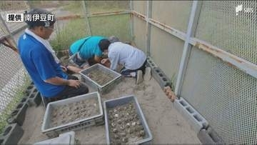 アカウミガメ産卵6年ぶりに確認 海水浴場として知られる弓ヶ浜海岸で110個＝静岡・南伊豆町