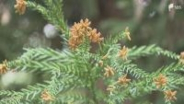 花粉症解決の「希望の光」!? 無花粉スギの新品種"澄み風"開発 成長も早く林業の優良品種に認定