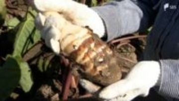 生産量日本一！冷たい風が「おいしくなった」の合図の「海老芋」が収穫中  =静岡・磐田市【くるちゃんさんぽ】