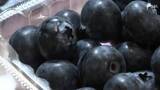 「「大玉でパリッとした食感」ブルーベリーの一大産地で目ぞろえ会 年間約70トンの出荷見込む＝浜松市浜名区」の画像1