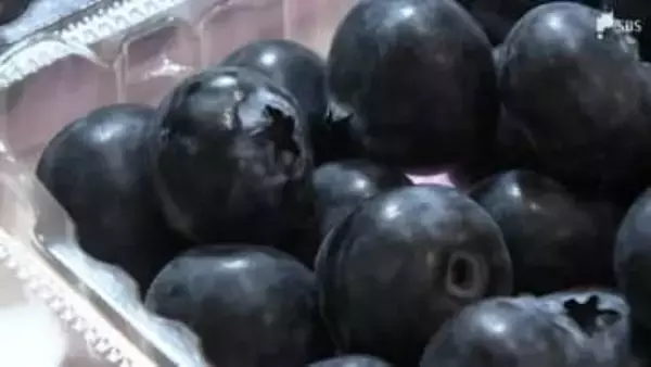 「大玉でパリッとした食感」ブルーベリーの一大産地で目ぞろえ会 年間約70トンの出荷見込む＝浜松市浜名区