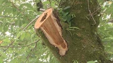 「この桜を千年先まで残していきたい」富士山本宮浅間大社の桜が高齢化で倒木の危機 植え替えを阻む“国史跡”の大きな壁