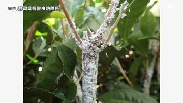 茶の天敵「クワシロカイガラムシ」19年ぶりの注意報発表 静岡県内全域で発生予想 生産者に徹底防除を呼びかけ＝静岡県