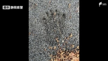 クマの足跡がくっきりと... 公園付近で目撃情報 体長約1メートル トラック運転手が目撃 警察が注意呼びかけ＝静岡・掛川市