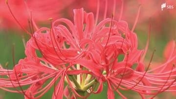 はままつフラワーパークのヒガンバナ約5万本が見頃 赤・白・黄色の色鮮やかなコントラスト 9月末まで＝浜松市