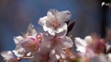 「とってもきれいなピンクですね」寝姿山公園で早咲きの寒桜見頃＝静岡・下田市