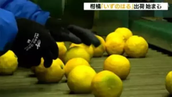河津町で柑橘「いずのはる」の出荷始まる