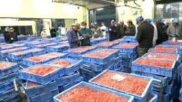 「駿河湾の宝石」サクラエビ春漁が解禁から5日で初競り＝静岡
