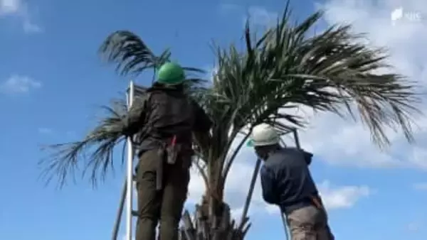 春の訪れ告げるヤシのコモ外し “コート”脱ぎ捨て伸び伸びと葉を広げる＝静岡・南伊豆町