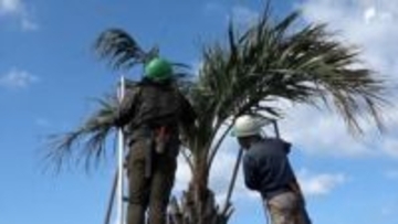 春の訪れ告げるヤシのコモ外し “コート”脱ぎ捨て伸び伸びと葉を広げる＝静岡・南伊豆町