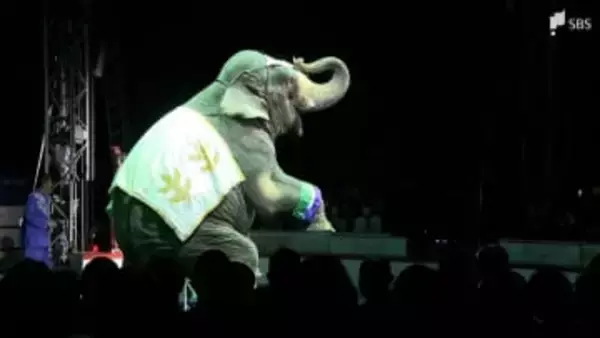 世界3大サーカス「木下大サーカス」13年ぶり静岡県に！華麗な技にどよめきと歓声も＝静岡・磐田市