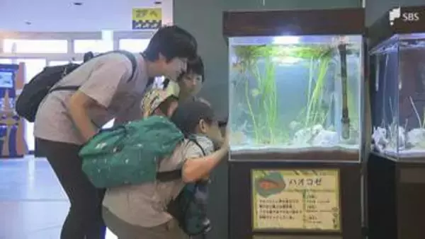 浜名湖の生態系守る海草「アマモ」と生息する生き物紹介 5月17日まで＝浜松市中央区「ウォット」