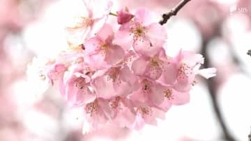 「春が来たぞ」河津桜まつり"見頃宣言" 雪の影響なんのその=静岡・河津町