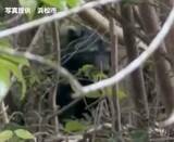 「「林の中で目撃した」クマ1頭の出没情報 周辺では今月入り目撃や排せつ物の発見も=浜松市浜名区【速報】」の画像1