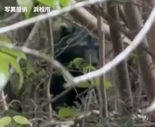 「林の中で目撃した」クマ1頭の出没情報 周辺では今月入り目撃や排せつ物の発見も=浜松市浜名区【速報】