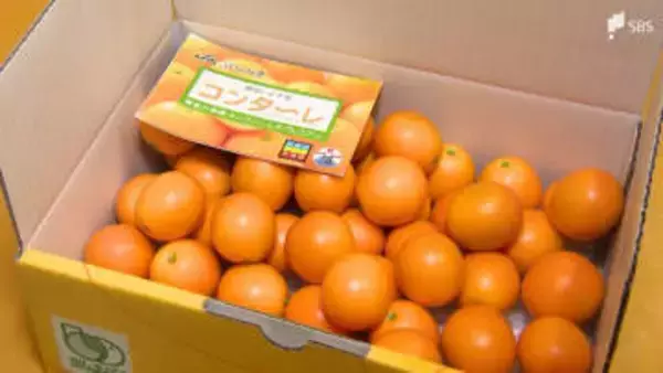 “皮ごと甘い”清水のキンカン「こん太」集荷始まる 冬の寒さで「例年より甘く大粒」 ＝静岡