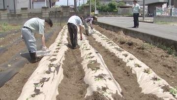 「紙のまち」富士市で紙製の農業資材「マルチシート」使いサツマイモ栽培＝静岡