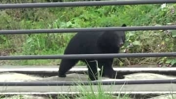 静岡県でクマとみられる目撃情報101件 小学校にも足跡 専門家は「冬眠しなくなる可能性」を指摘=静岡