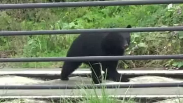 静岡県でクマとみられる目撃情報101件 小学校にも足跡 専門家は「冬眠しなくなる可能性」を指摘=静岡