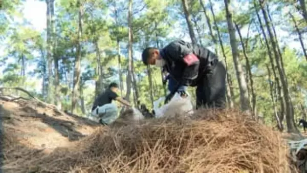 三保松原で「秋の一斉清掃」世界遺産・富士山の構成資産松林の生育に影響与える松葉など除去＝静岡市