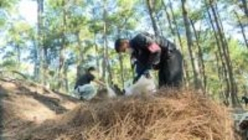 三保松原で「秋の一斉清掃」世界遺産・富士山の構成資産松林の生育に影響与える松葉など除去＝静岡市