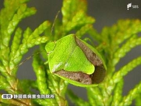 観測した「果樹カメムシ類」平年の約20倍大量飛来のおそれ 静岡県内で28年ぶり「病害虫発生予察警報」発表 2026年度全国で初＝静岡県