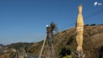 冬の到来に備えヤシのコモ掛け作業＝静岡・南伊豆町