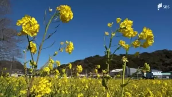 「山の景色と相まって素敵」静岡・南伊豆町で「みなみの桜と菜の花まつり」開幕 河津桜の見頃は2月中旬か