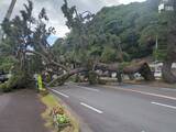 「【速報】国道135号で松の木が倒れて道を塞ぐ＝静岡・熱海市」の画像1