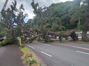 【速報】国道135号で松の木が倒れて道を塞ぐ＝静岡・熱海市
