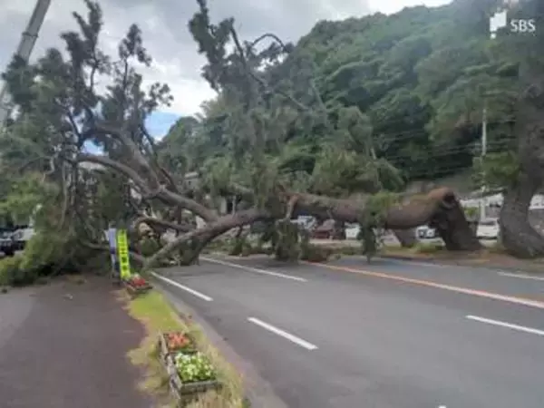 【速報】国道135号で松の木が倒れて道を塞ぐ＝静岡・熱海市