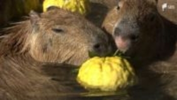 「最近寒いのでうらやましい」その姿にほっこり…冬の風物詩「カピバラの露天風呂」スタート=静岡