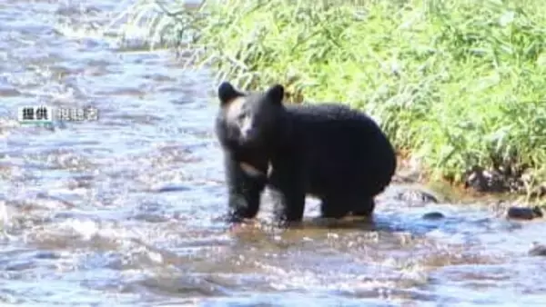 クマ被害や目撃なぜ多い？ 冬眠しないクマ増える？ 遭遇しないためには？ 専門家に聞いてみた