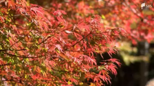 「去年よりきれい」梅ヶ島の紅葉が見頃 急な冷え込みで一気に色づく =静岡市【くるちゃんさんぽ】