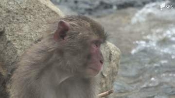 野生のサルも心配そう 土砂流れ込んだ波勝崎モンキーベイ復旧の目処立たず 南伊豆町・静岡