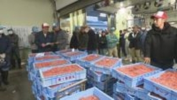 春告げる駿河湾の宝石「サクラエビ」漁がスタート イラン情勢長期化が豊漁に影落とす＝静岡市