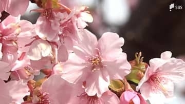 三連休最終日はポカポカ陽気！雨上がりの河津桜まつり 菜の花とのコントラストに歓声=静岡・河津町