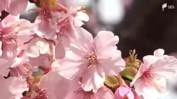 三連休最終日はポカポカ陽気！雨上がりの河津桜まつり 菜の花とのコントラストに歓声=静岡・河津町