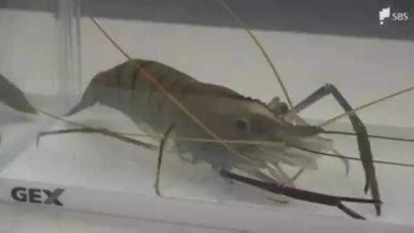 南伊豆町の温泉熱を利用したオニテナガエビの陸上養殖 取り組む自動車部品販売会社が町の産業振興に協力へ=静岡